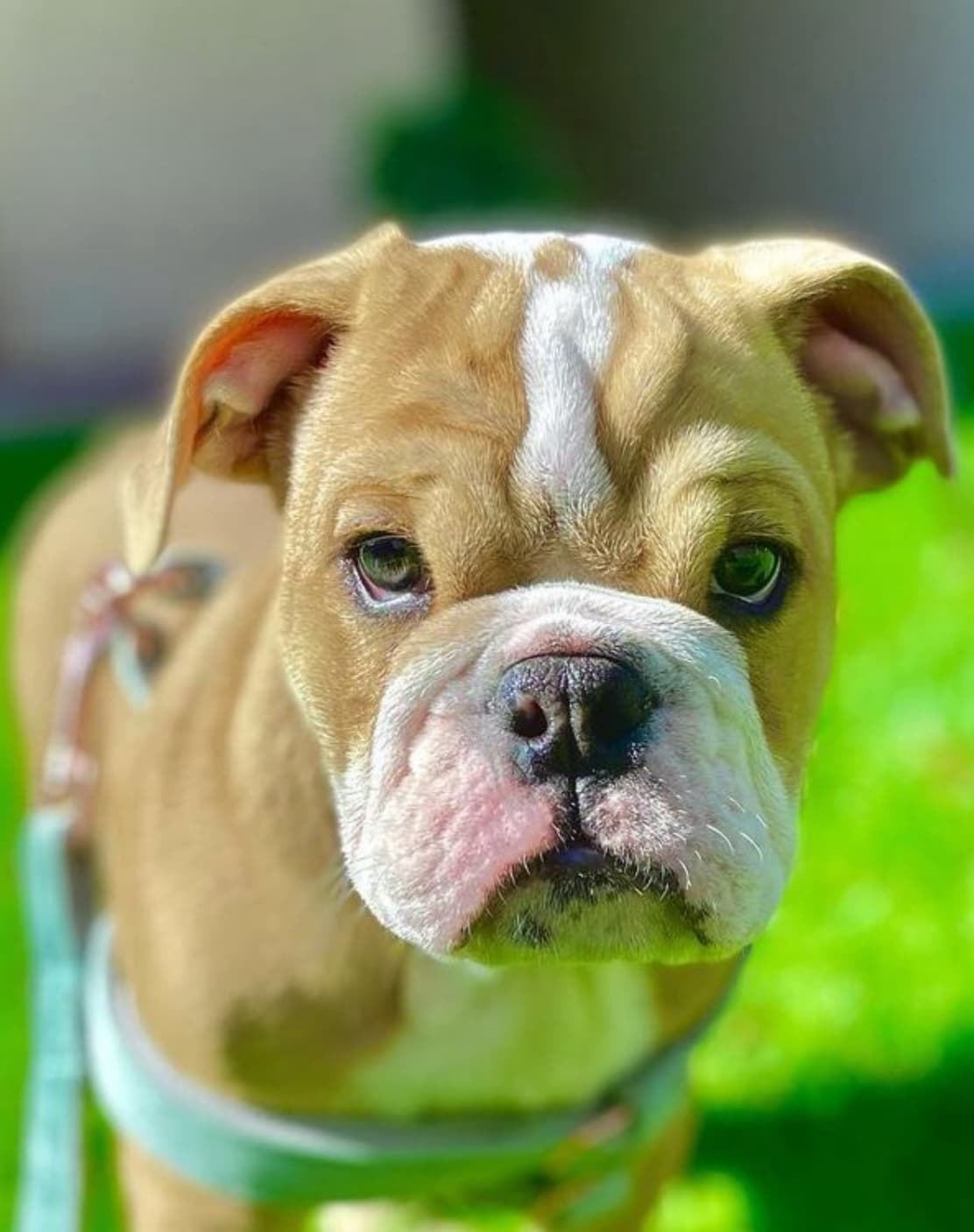 Fundamental Puppy Training